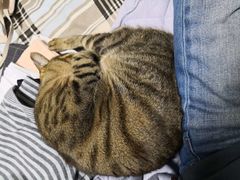 -创凡宠物医院·骨专科  猫科中心(西乡分院)