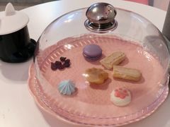 -三花喵·撸猫购宠·宠物生活馆(虹桥南丰城店)