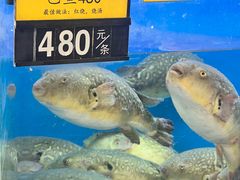 -莆鑫海鲜城(浏河店)