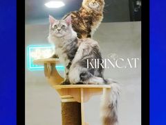 -十年猫舍·猫咪专门店(普陀店)