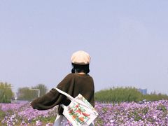 -合肥滨湖国家森林公园