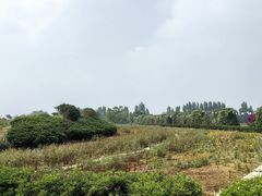 -紫颐香薰山谷景区