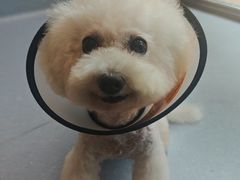 -宠物星动物医院·眼科·异宠·猫科(江南大道总院)