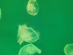 -多彩贵州城极地海洋世界