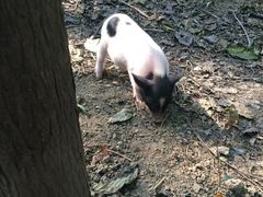 iphone_upload_pic-昆山城市生态森林公园