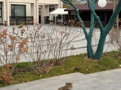 -静之湖湖畔餐厅