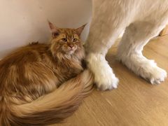 -猫腻·猫咖·撸猫馆(星光大道店)