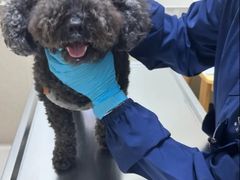 -爱妮康宠物医院·干细胞免疫细胞·肿瘤·心脏(张江店)