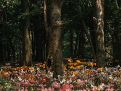 -杭州植物园