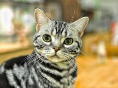 -藦茜花园宠物主题亲子互动体验馆(国顺东路店)