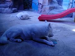 -芜湖新华联大白鲸海洋公园