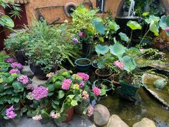 -园林美食城·本土农家菜(杨和镇店)