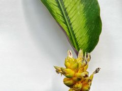 -中国科学院华南植物园