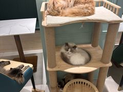 -安格丽娜·狗咖·猫咖羊驼咖(春熙路百盛商场店)