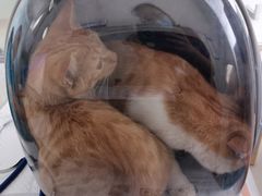 -宠颐生·恒爱宠物医院(静海店)