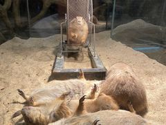 -绿色星球动物主题公园