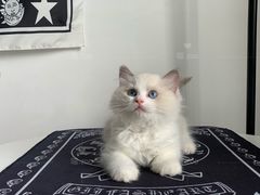 -喵zoo家庭繁育猫舍(尖东智能花园店)