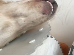 -西安京西宠物医院·瘫痪·疑难杂症