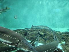 -太平洋海底世界