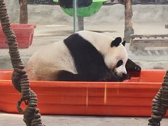 -栾川竹海野生动物园