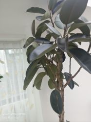 -HEYAN荷妍专业脱毛连锁机构