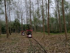 -合肥滨湖国家森林公园