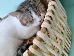 -怪兽屋·羊驼·猫咖·狗咖(俊华广场店)