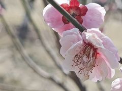 -莘庄梅园