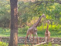 -北京野生动物园