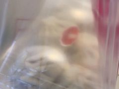 -白玉兰食品(汇联商厦店)