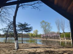 -大兴滨河森林公园