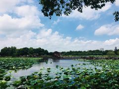 -荷塘月色湿地公园·向阳花洲