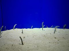 -上海海洋水族馆