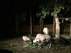 -清迈夜间动物园