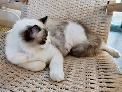 -喵屿·大理花园猫咖