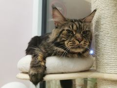 -酷豆宠物咖啡·宠物美食·撸猫馆