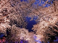 -东湖磨山景区樱花园-停车场