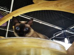 -猫和宫(六道口店)