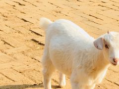 -武汉紫薇都市田园