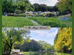 -上海共青森林公园