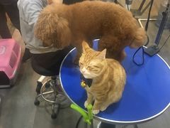 -PETKIT小佩宠物(古北店)