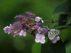 -西岭雪山大飞水景区