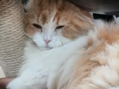 -喵园·猫主题咖啡厅·撸猫·猫咖(国贸店)