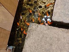 -邈墨茶馆(凤起路店)