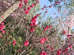 -南汇桃花村