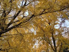 -四川大学(华西校区)