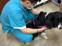 -美联众合动物医院·24h转诊中心