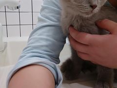-猫大福·Fortune Cat猫舍(百子湾店)