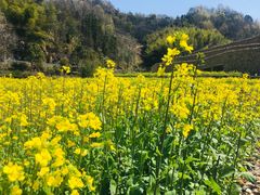-桑洲油菜花景区