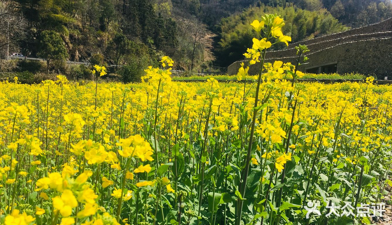 看著漫山遍野金燦燦的油菜花